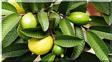 Guava fruits on a tree