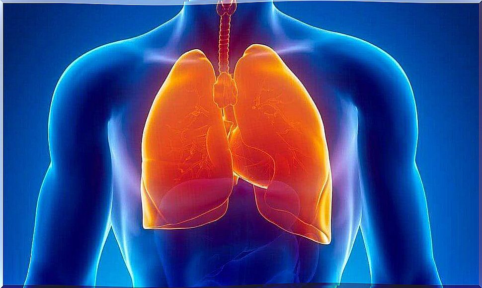 Picture of lungs because tuberculosis is one of the medical causes of night sweats