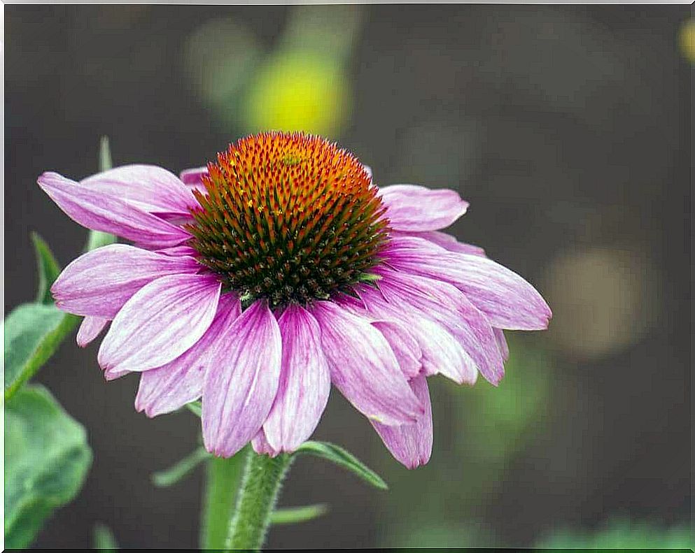 Echinacea acts like an antibiotic