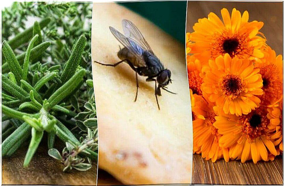 Banish flies with some effective home remedies