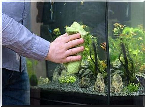 How to easily clean an aquarium