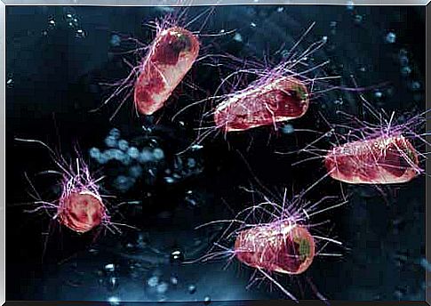 Bacteria that cause diarrhea