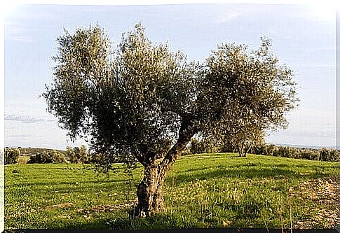 olive tree