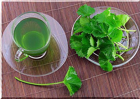 parsley mint tea parsley on a saucer