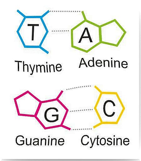 Purines: everything you need to know