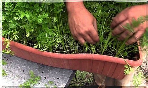 Growing purple carrots