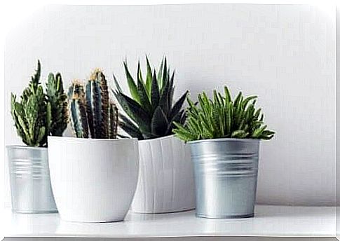 Cacti in flower pots