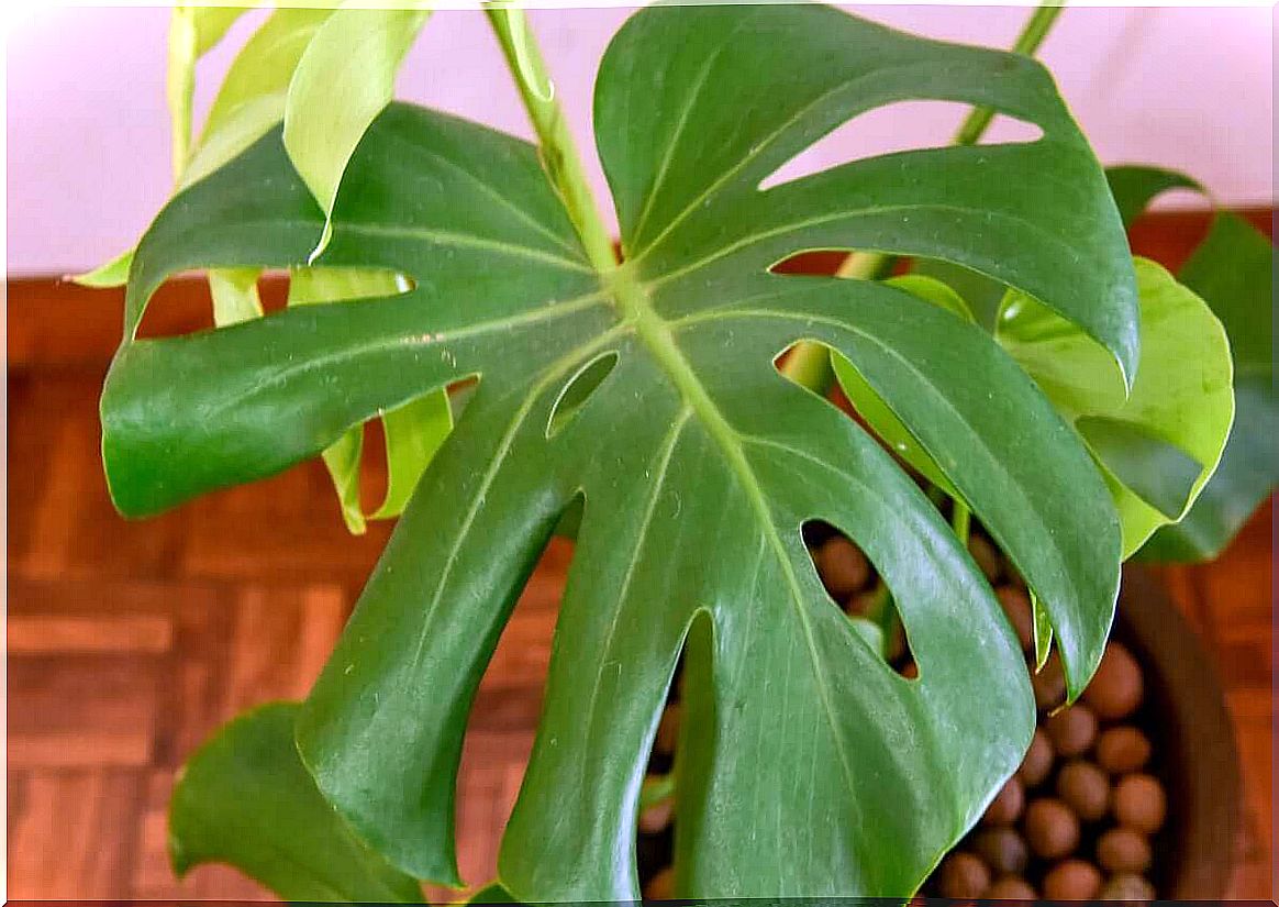 Leaf of a hole plant