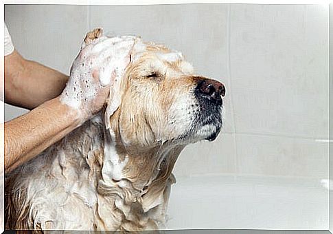 Washing a dog against ticks