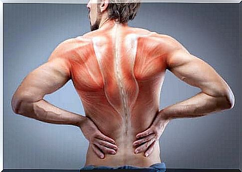 The anatomy of our back muscles