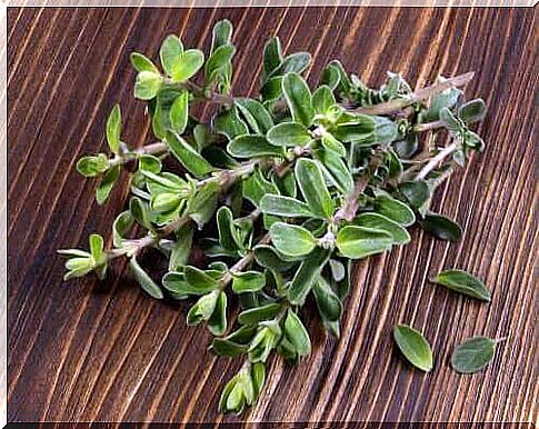 The benefits and contraindications of marjoram