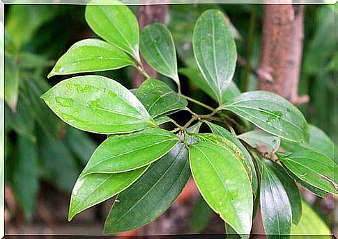 cinnamon tree