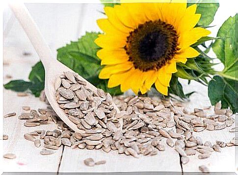 Sunflower and sunflower seeds